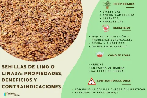 Semillas de lino, que es el lino, con sus propiedades digestivas, antiinflamatorias y beneficios para la salud.