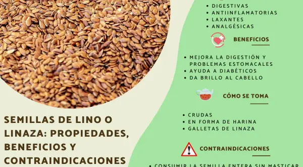 Semillas de lino, que es el lino, con sus propiedades digestivas, antiinflamatorias y beneficios para la salud.