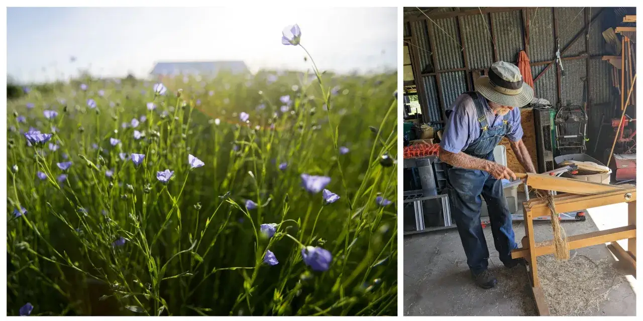 Campo de flores de lino azules bajo el sol. Un hombre mayor trabaja con una máquina de procesamiento de lino en un granero.