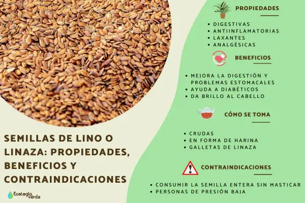 Semillas de lino, que es el lino, con sus propiedades digestivas, antiinflamatorias y beneficios para la salud.